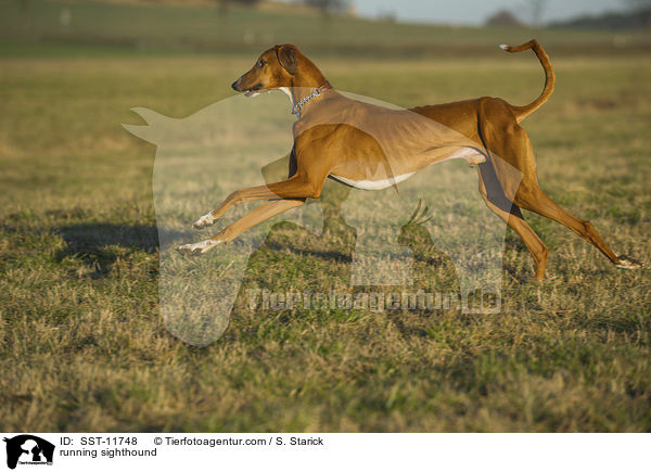 rennender Azawakh / running sighthound / SST-11748
