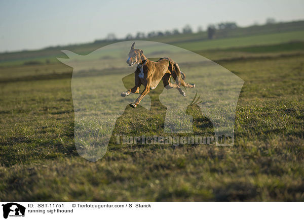 rennender Azawakh / running sighthound / SST-11751