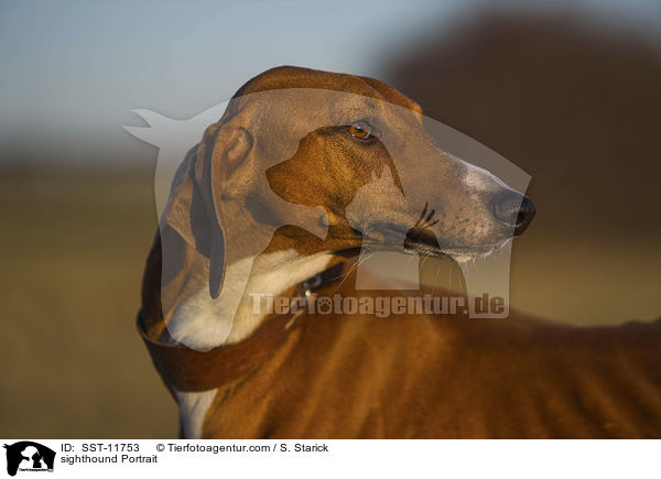 Azawakh Portrait / sighthound Portrait / SST-11753