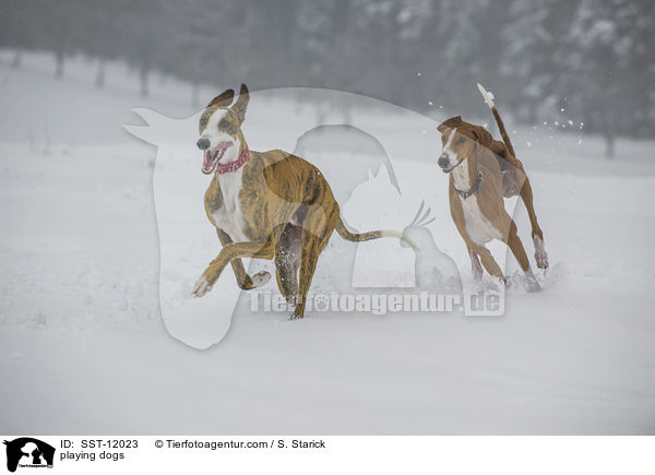 playing dogs / SST-12023