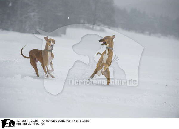running sighthounds / SST-12028