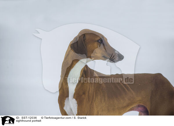 Azawakh Portrait / sighthound portrait / SST-12036