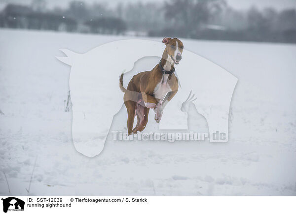 rennender Azawakh / running sighthound / SST-12039