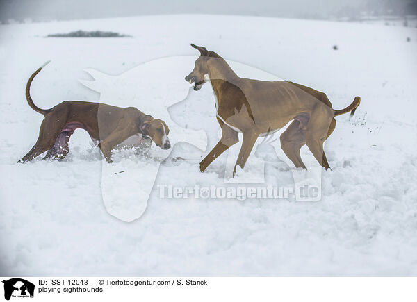 playing sighthounds / SST-12043