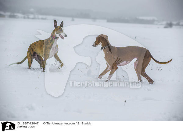 playing dogs / SST-12047