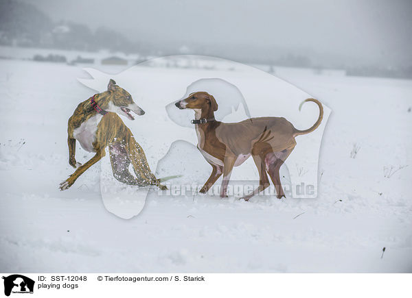 playing dogs / SST-12048