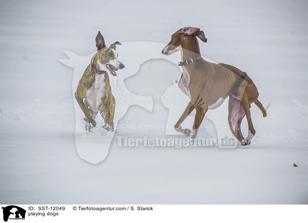 playing dogs / SST-12049