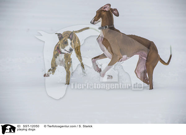 playing dogs / SST-12050