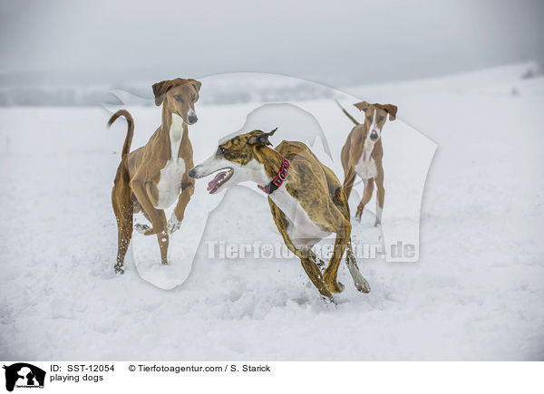 playing dogs / SST-12054