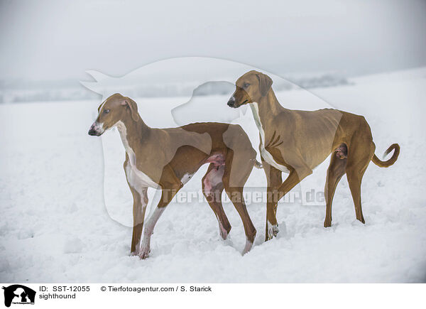 Azawakh / sighthound / SST-12055