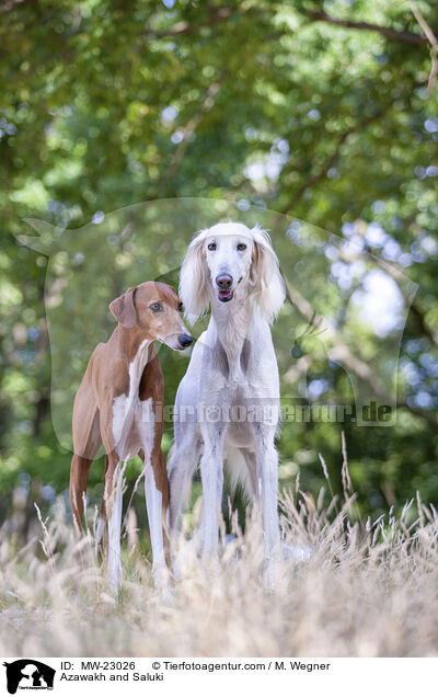 Azawakh und Saluki / Azawakh and Saluki / MW-23026