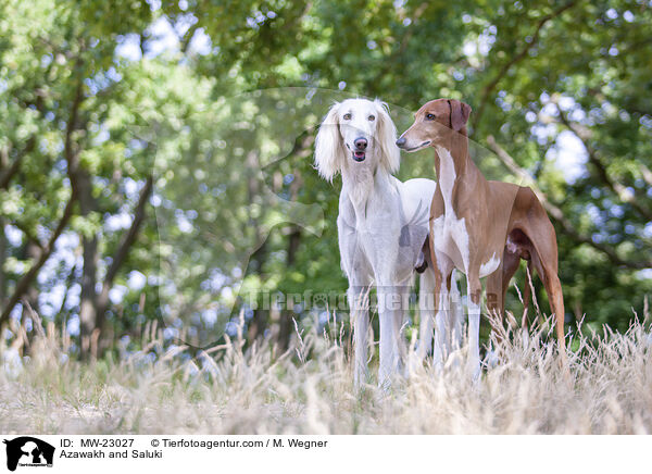 Azawakh und Saluki / Azawakh and Saluki / MW-23027