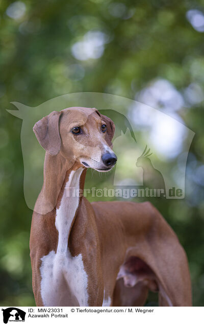 Azawakh Portrait / Azawakh Portrait / MW-23031