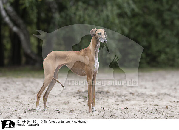 Azawakh Hndin / female Azawakh / AH-04425