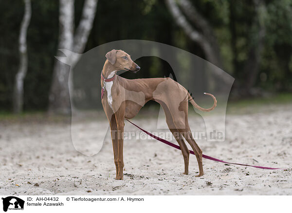 Azawakh Hndin / female Azawakh / AH-04432