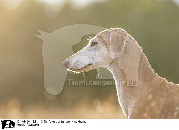 Azawakh Hndin / female Azawakh / AH-04442