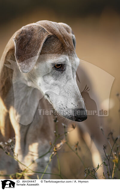 Azawakh Hndin / female Azawakh / AH-04447