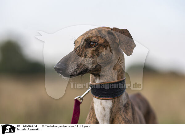 Azawakh Hndin / female Azawakh / AH-04454