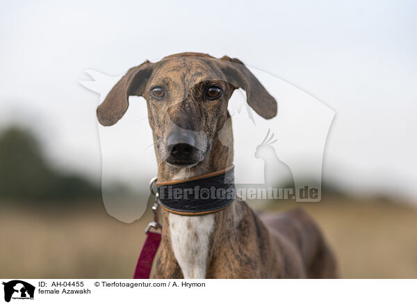 Azawakh Hndin / female Azawakh / AH-04455