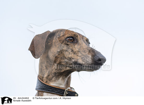 Azawakh Hndin / female Azawakh / AH-04462