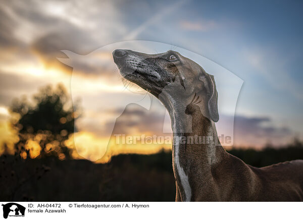 Azawakh Hndin / female Azawakh / AH-04472