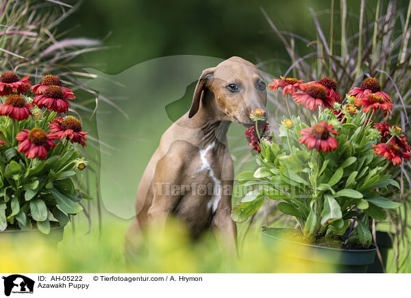Azawakh Puppy / AH-05222