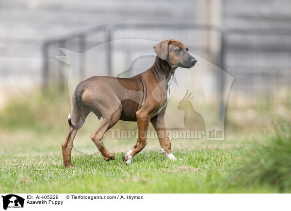 Azawakh Welpe / Azawakh Puppy / AH-05229
