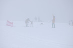 dog race