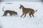 playing sighthounds
