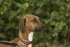 Azawakh Portrait
