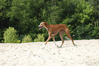 running Azawakh