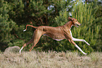 running Azawakh