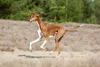 running Azawakh