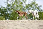 Azawakh and Saluki