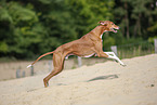 running Azawakh