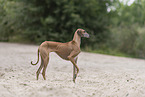 female Azawakh