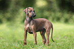 Azawakh Puppy