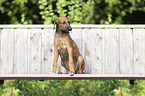 Azawakh Puppy