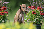 Azawakh Puppy