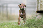 Azawakh Puppy