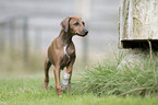 Azawakh Puppy