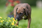 Azawakh Puppy