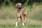 Azawakh Puppy