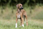 Azawakh Puppy