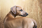 Azawakh Puppy