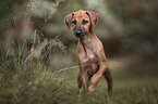 Azawakh Puppy
