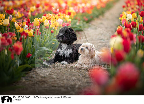 2 Hunde / 2 dogs / JEB-02480