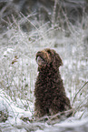 Barbet