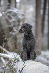 Barbet