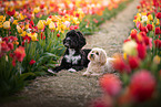 2 dogs